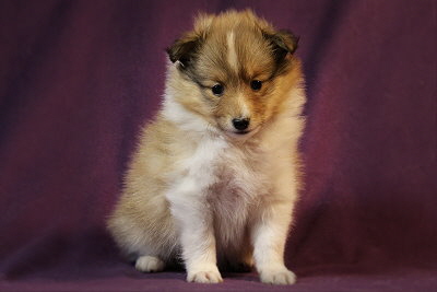 Quamilla vom Affinger Bach, 5 Wochen alt