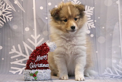 Quamilla vom Affinger Bach, 7 Wochen alt