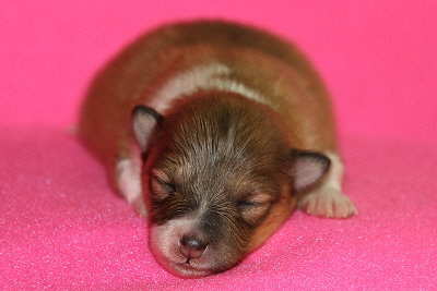 Quinnea vom Affinger Bach, 1 Woche alt