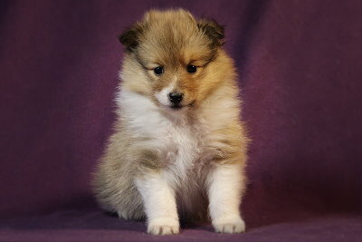 Quinnea vom Affinger Bach, 5 Wochen alt