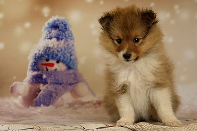 Quinnea vom Affinger Bach, 6 Wochen alt