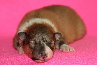 Quatrina vom Affinger Bach, 1 Woche alt