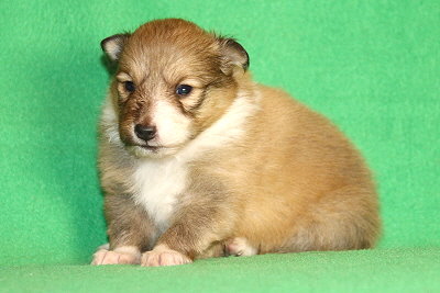 Quatrina vom Affinger Bach, 3 Wochen alt