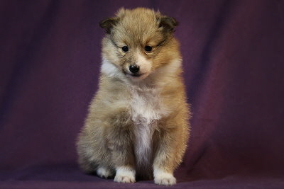 Quatrina vom Affinger Bach, 5 Wochen alt