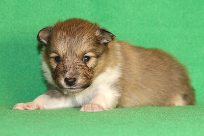 Quinto vom Affinger Bach, 3 Wochen alt