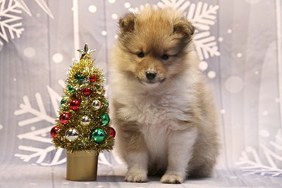 Quinto vom Affinger Bach, 7 Wochen alt