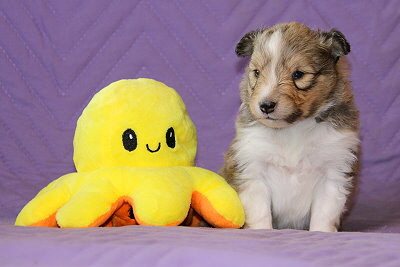 Romy vom Affinger Bach, 3 Wochen alt