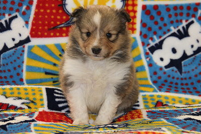 Romy vom Affinger Bach, 4 Wochen alt