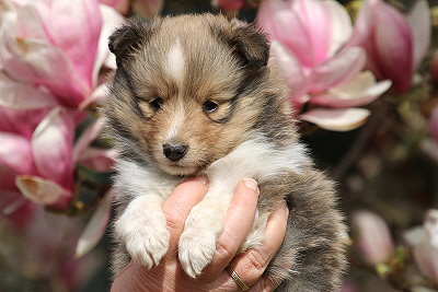 Romy vom Affinger Bach, 5 Wochen alt