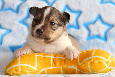 Robin Hood vom Affinger Bach, 2 Wochen alt