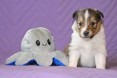 Robin Hood vom Affinger Bach, 3 Wochen alt