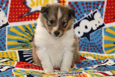 Robin Hood vom Affinger Bach, 4 Wochen alt