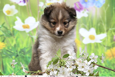 Robin Hood vom Affinger Bach, 6 Wochen alt