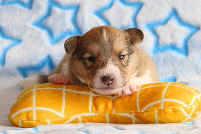 Rurik vom Affinger Bach, 2 Wochen alt