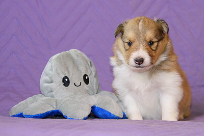 Rurik vom Affinger Bach, 3 Wochen alt