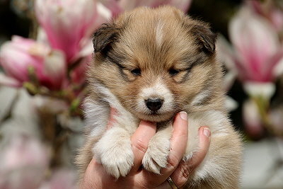 Rurik vom Affinger Bach, 5 Wochen alt