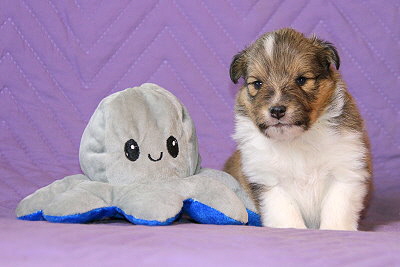 Rio vom Affinger Bach, 3 Wochen alt