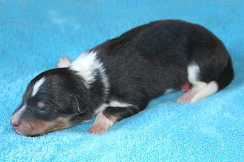 Sandor vom Affinger Bach, 1 Tag alt 