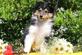 Sandor vom Affinger Bach, 8 Wochen alt 