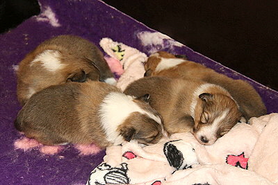 Blick in die Wurfkiste