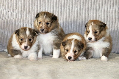 S3-Wurf vom Affinger Bach, 3 Wochen alt