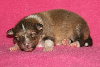 Sweet Caroline vom Affinger Bach, 1 Woche alt