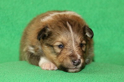 Sweet Caroline vom Affinger Bach, 2 Wochen alt