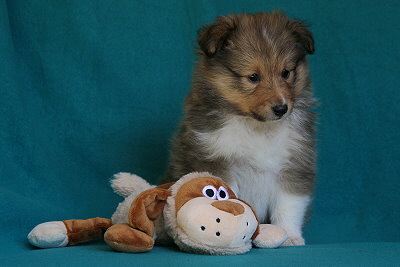 Sweet Caroline vom Affinger Bach, 5 Wochen alt