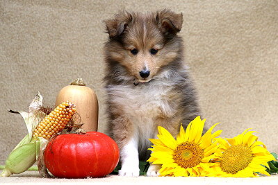 Sweet Caroline vom Affinger Bach, 8 Wochen alt