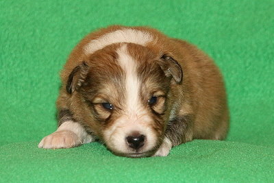 Sherlock vom Affinger Bach, 2 Wochen alt