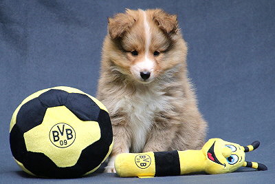 Sherlock vom Affinger Bach, 6 Wochen alt