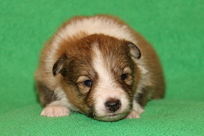 Savoy vom Affinger Bach, 2 Wochen alt