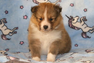 Savoy vom Affinger Bach, 4 Wochen alt