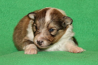 Scone vom Affinger Bach, 2 Wochen alt