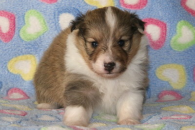 Scone vom Affinger Bach, 3 Wochen alt