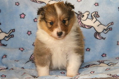 Scone vom Affinger Bach, 4 Wochen alt