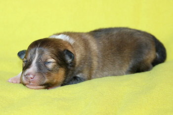 Toffifee vom Affinger Bach, 1 Woche alt 