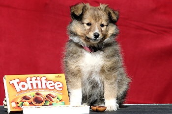 Toffifee vom Affinger Bach, 8 Wochen alt 