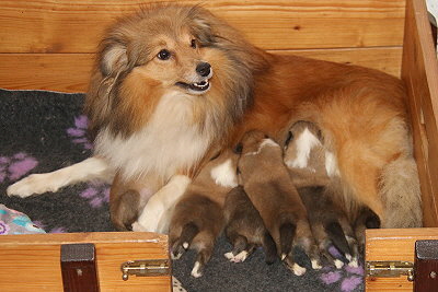 Mama Nala mit ihren Babys, 2 Wochen alt