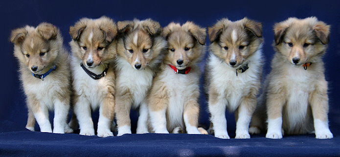 T3-Wurf vom Affinger Bach, 8 Wochen alt