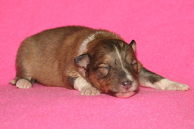 Tolle Tessa vom Affinger Bach, 1 Woche alt