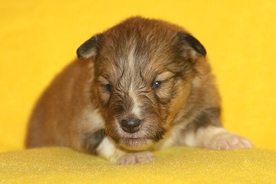 Tolle Tessa vom Affinger Bach, 2 Wochen alt