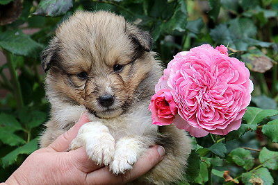 Tolle Tessa vom Affinger Bach, 4 Wochen alt