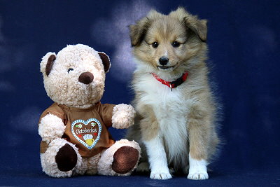 Tolle Tessa vom Affinger Bach, 8 Wochen alt