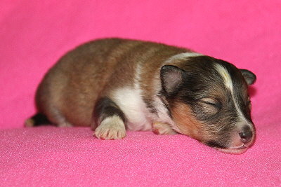 Taffe Teike vom Affinger Bach, 1 Woche alt