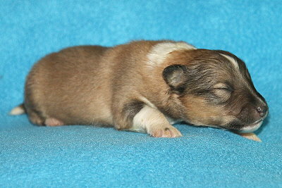 Tapsiger Tayo vom Affinger Bach, 1 Woche alt