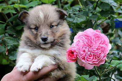 Tapsiger Tayo vom Affinger Bach, 4 Wochen alt