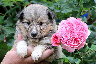 T�chtige Tynna vom Affinger Bach, 4 Wochen alt