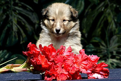 T�chtige Tynna vom Affinger Bach, 5 Wochen alt