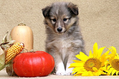 T�chtige Tynna vom Affinger Bach, 6 Wochen alt